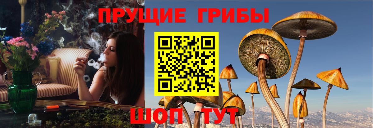 Галлюциногенные грибы Psilocybine cubensis Новозыбков